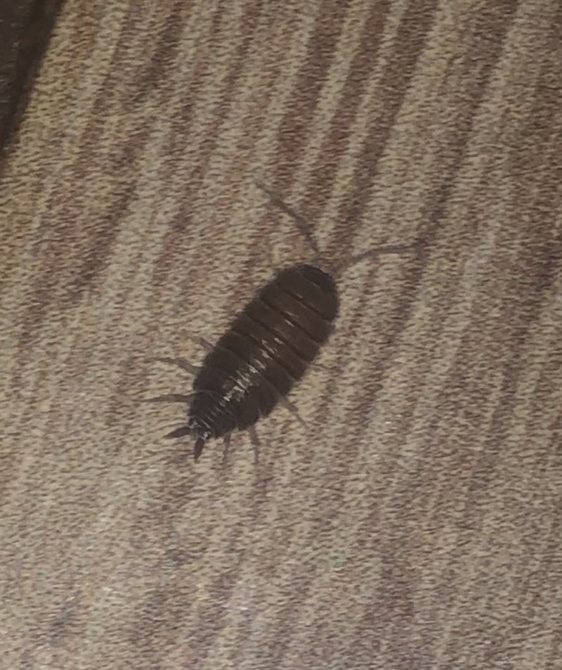 Porcellio expansus мокрица