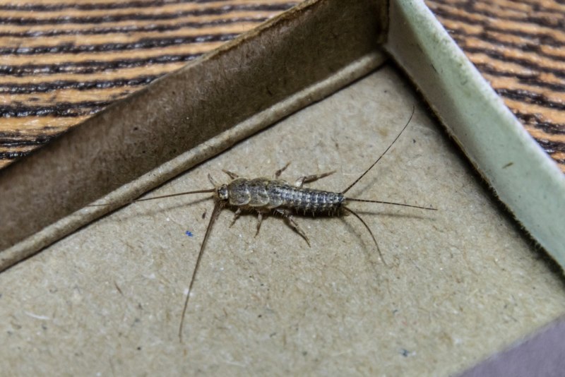 Чешуйница (lepisma saccharina)