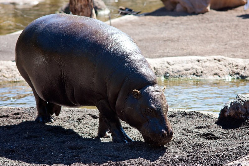 Hexaprotodon liberiensis