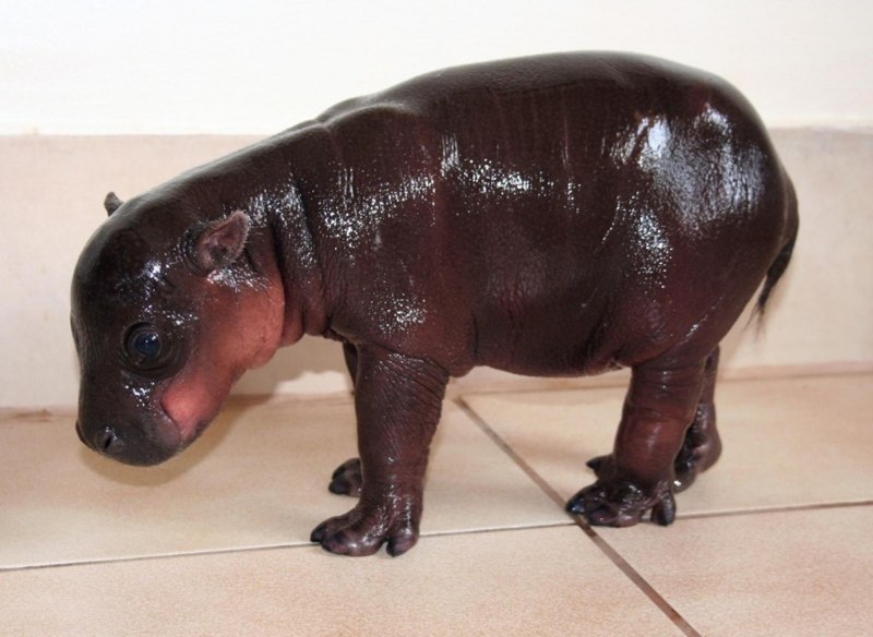 Pygmy Hippo