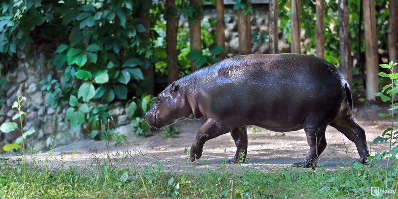 Карликовый Бегемот Choeropsis Hexaprotodon liberiensis