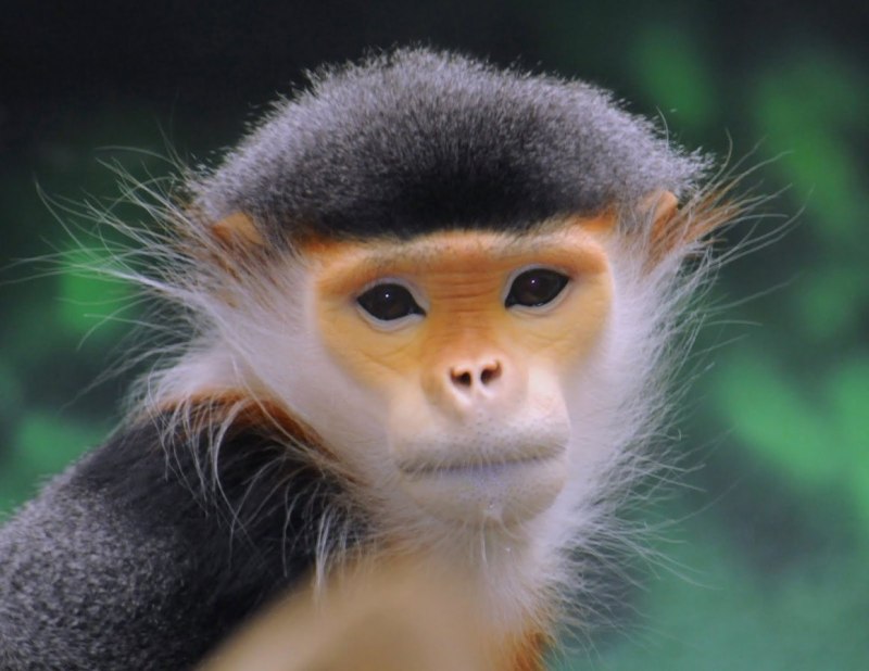GPO Monkey Mink