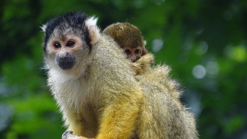 Wallpapers Semnopithecus ENTELLUS