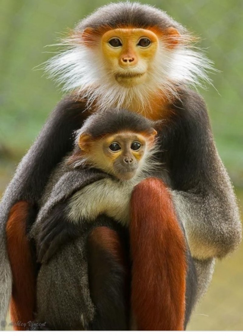 Semnopithecus dussumieri