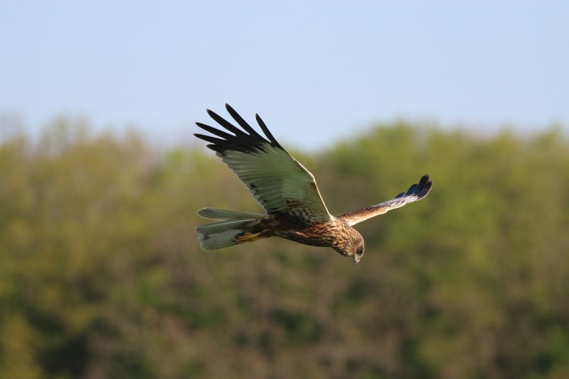 Лунь болотный (Circus aeruginosus)