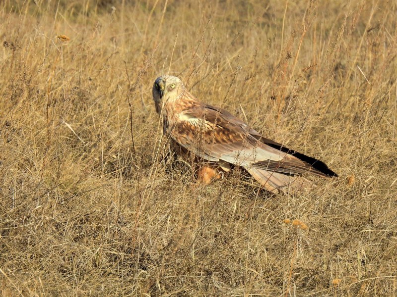 Harrier птица