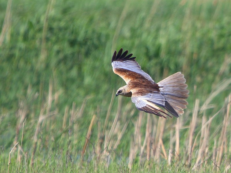 Circus aeruginosus
