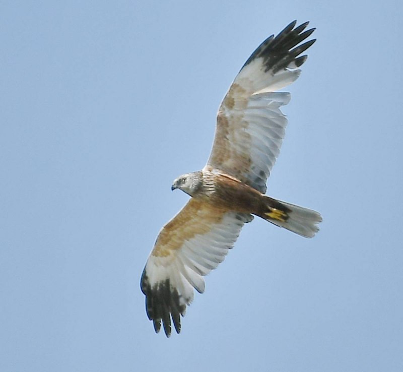 Лунь болотный (Circus aeruginosus)