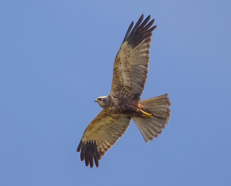 Buteo hemilasius птица