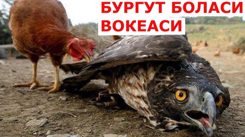 Североамериканская кряква