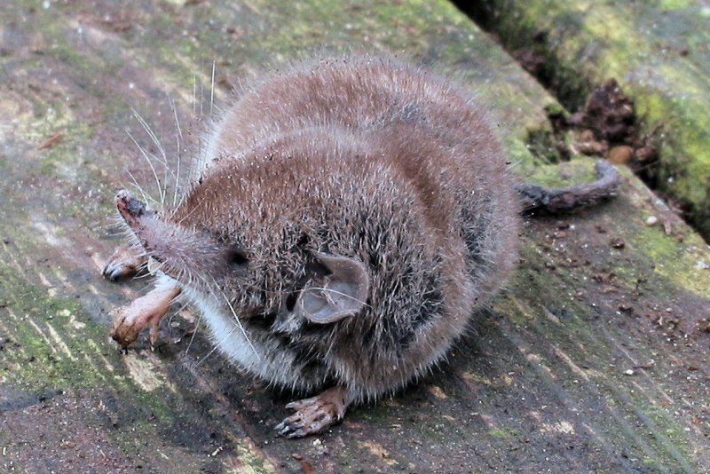 Бурозубка (Sorex Araneus),
