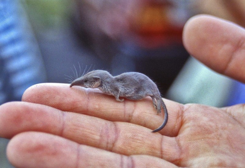 Sorex minutus