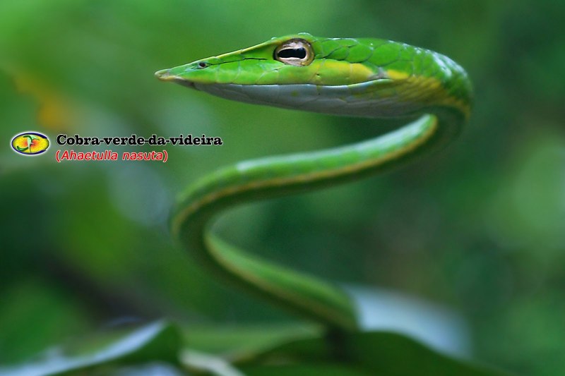 Ahaetulla nasuta