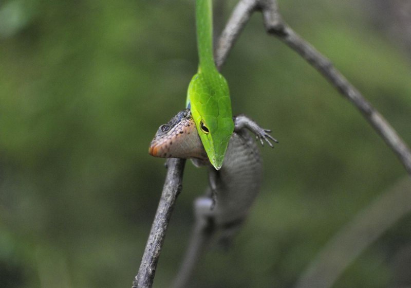 Ahaetulla nasuta