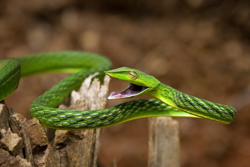 Ahaetulla mycterizans