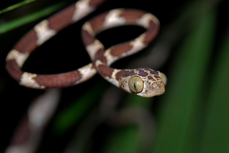 Thelotornis capensis