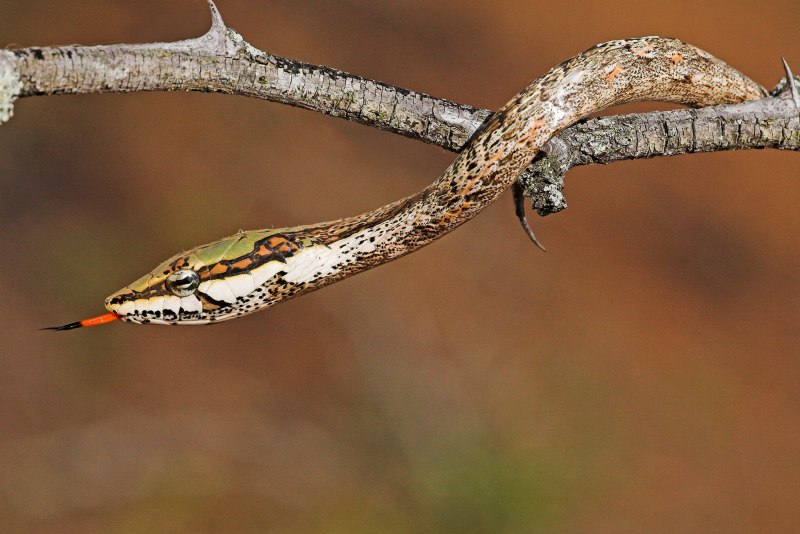 Ahaetulla prasina