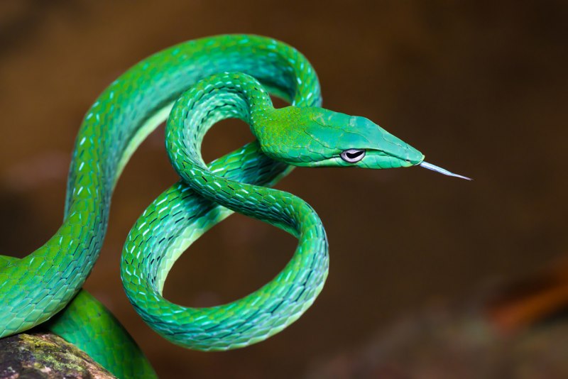 Imantodes inornatus