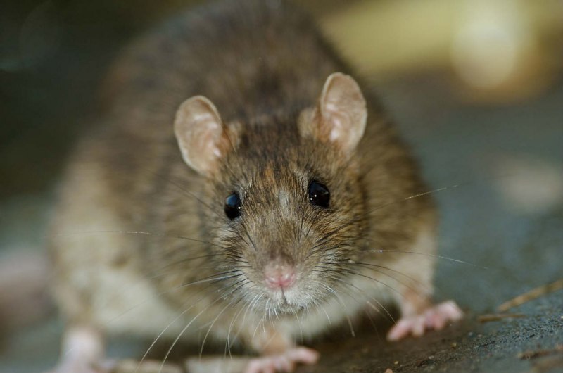 Apodemus peninsulae