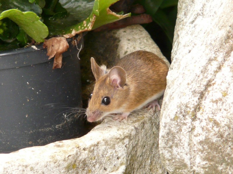 Antechinus stuartii