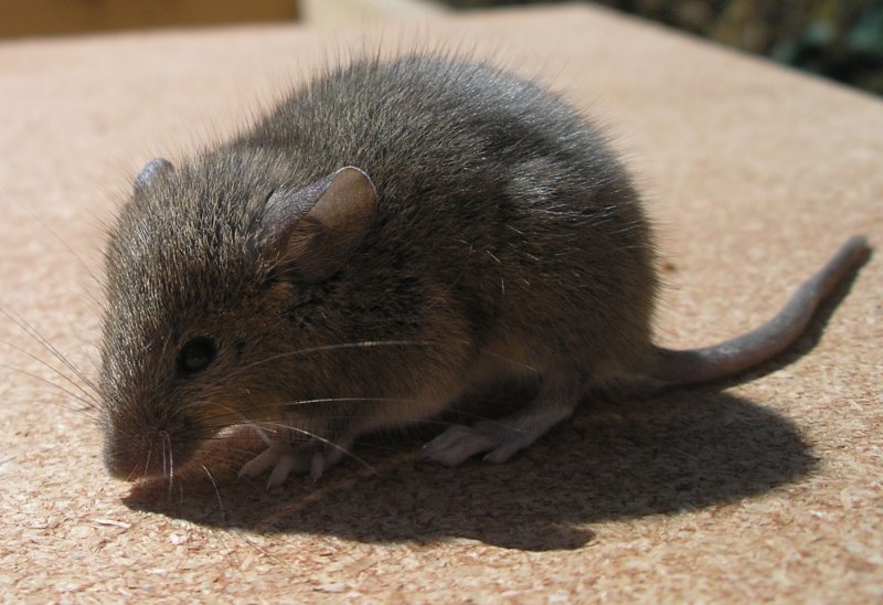 Бурый кожан Eptesicus fuscus спящий