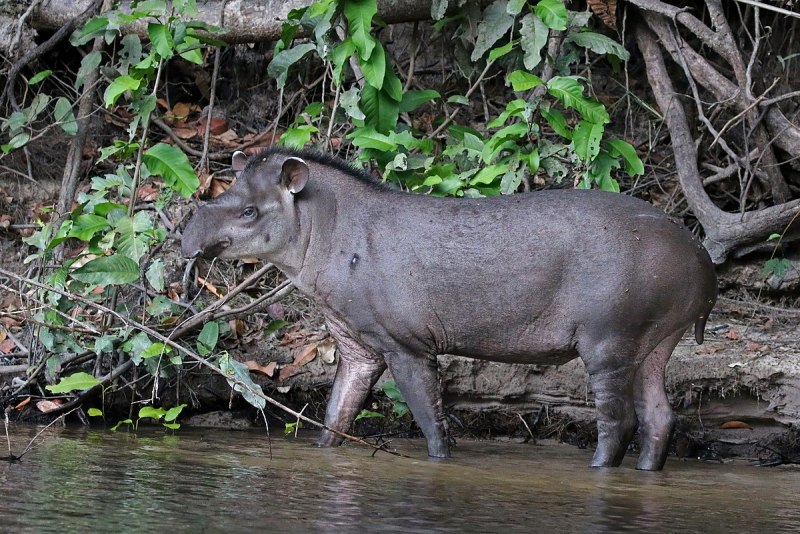 Tapirus kabomani