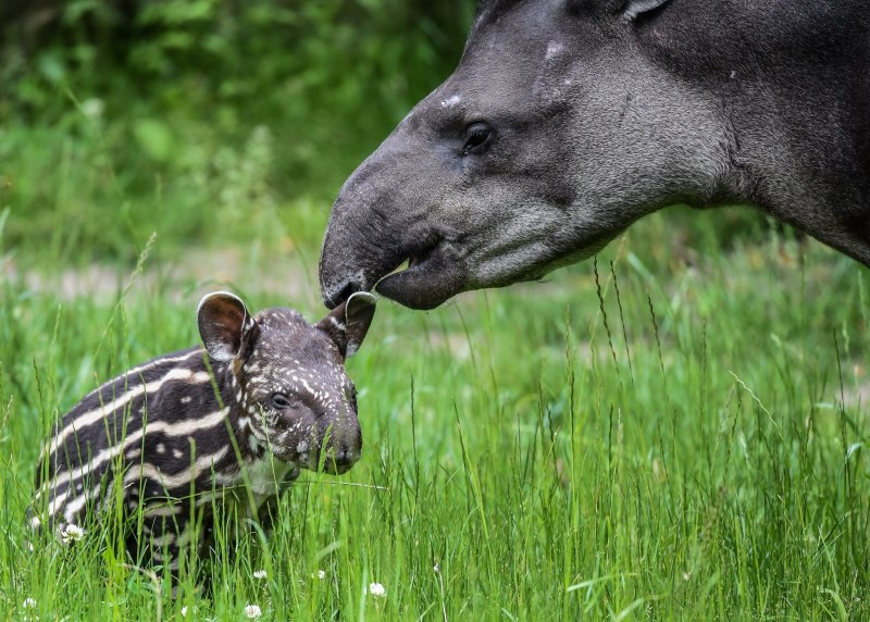 Горный тапир (Tapirus pinchaque)