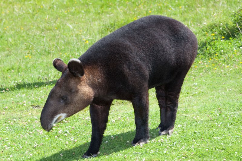 Равнинный тапир (Tapirus terrestris)