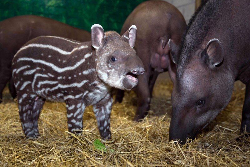 Tapirus terrestris