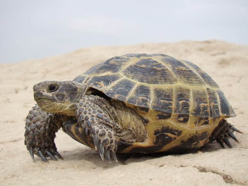 Средиземноморская черепаха Testudo Graeca