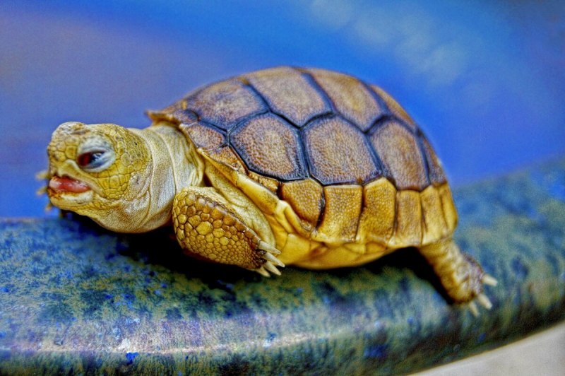 Testudo Hermanni