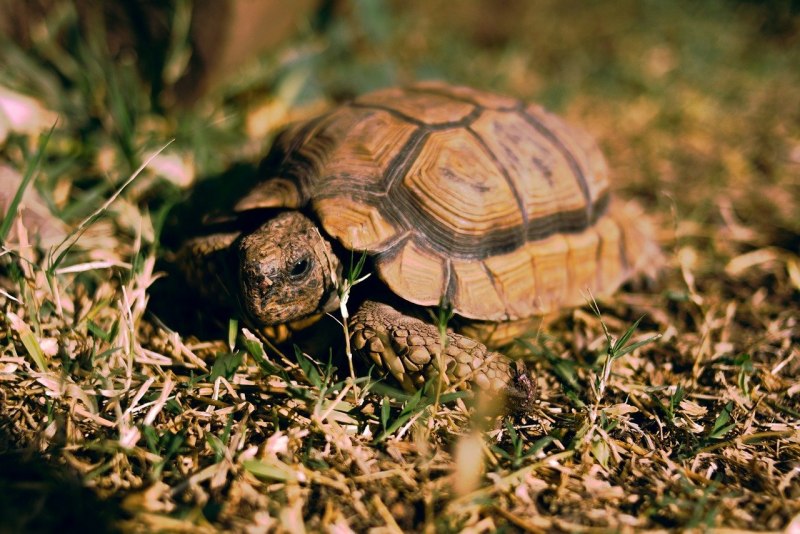 Graptemys oculifera