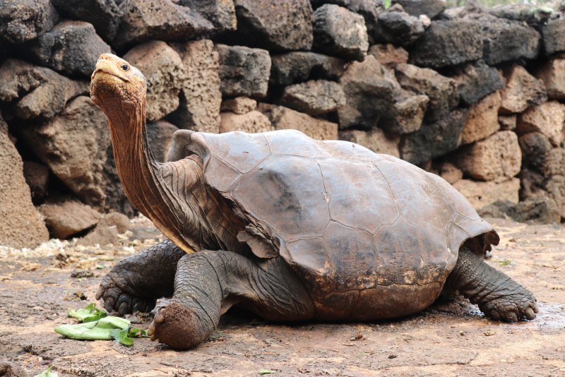 Гигантская черепаха (Testudo gigantea