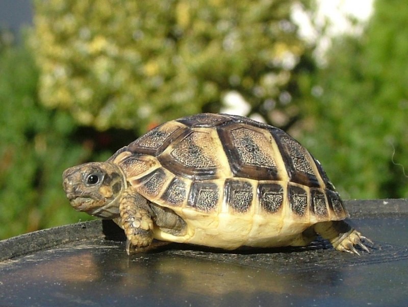 Graptemys nigrinoda