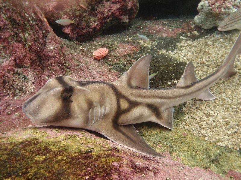 Heterodontus japonicus
