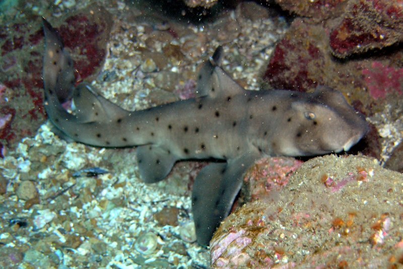 Heterodontus portusjacksoni