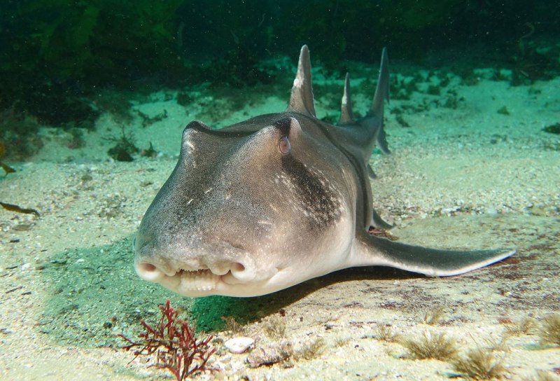 Heterodontus japonicus