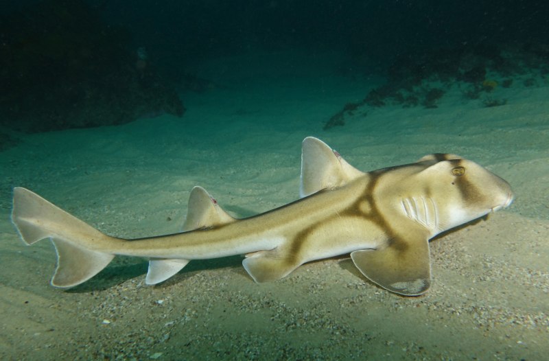 Heterodontus portusjacksoni