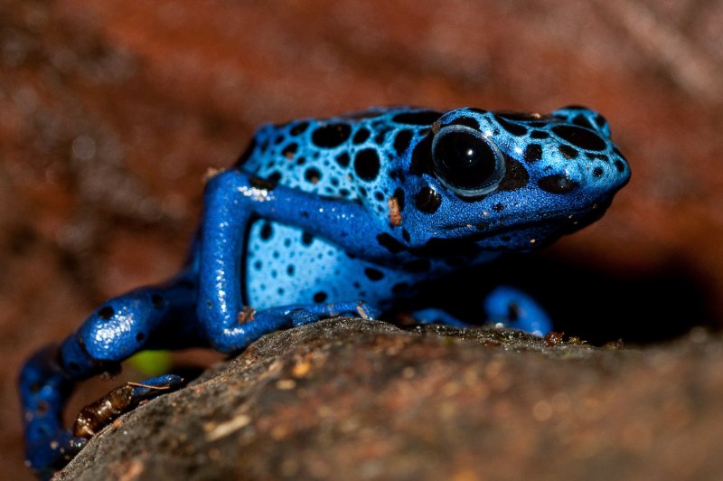 Лягушка синяя (65 фото)