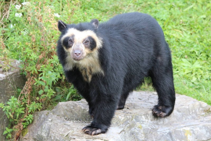 Очковый медведь Tremarctos ornatus