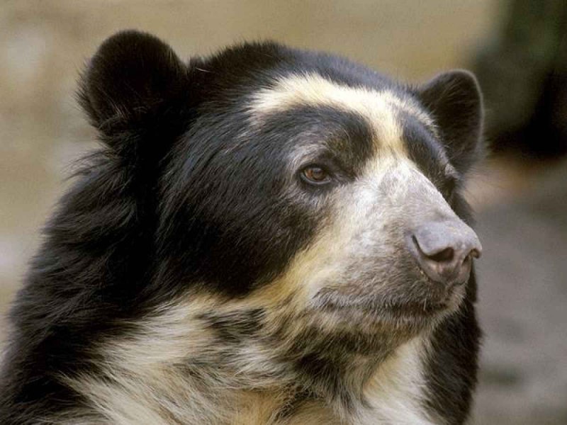 Очковый медведь Tremarctos ornatus