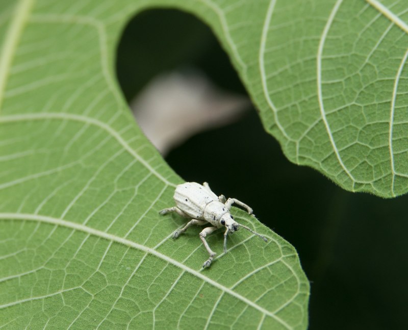 Melolonthinae Gold