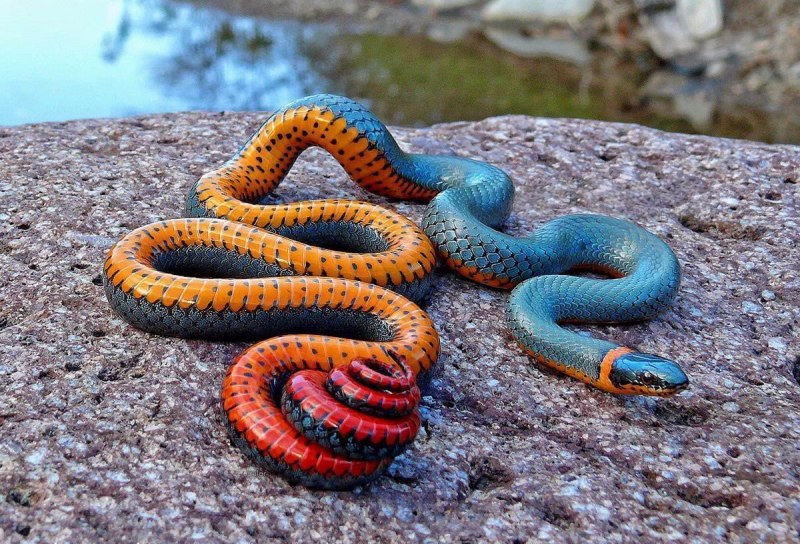 Полоз snek