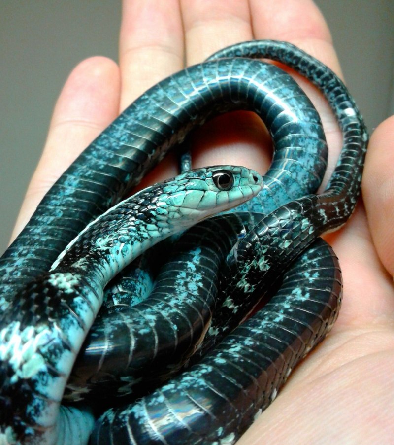 Drymarchon couperi