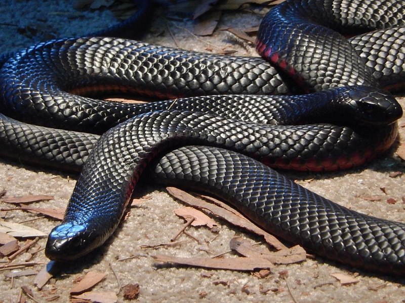 Drymarchon melanurus