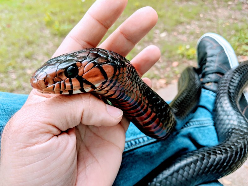 Drymarchon couperi