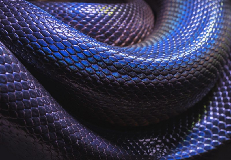 Лучистая змея Xenopeltis Unicolor