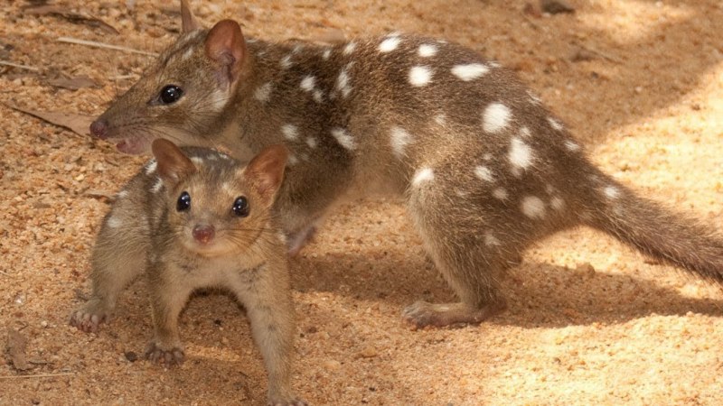 Eastern Quoll