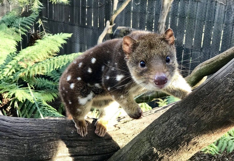 Сумчатая кошка