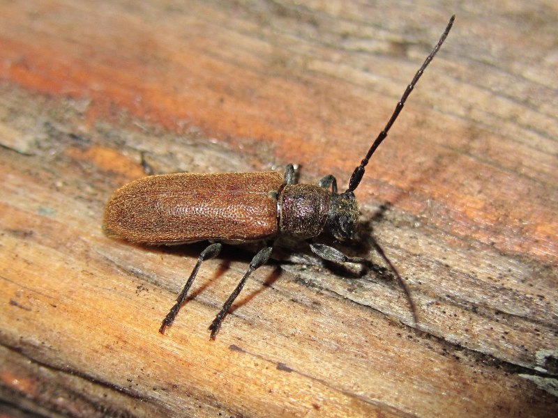 Личинка жука древоточца (76 фото)